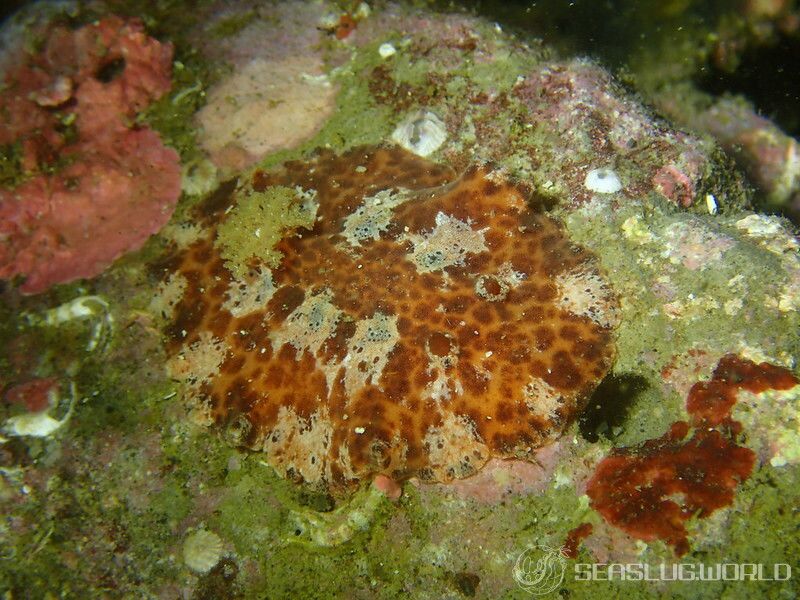 クモガタウミウシ Platydoris ellioti