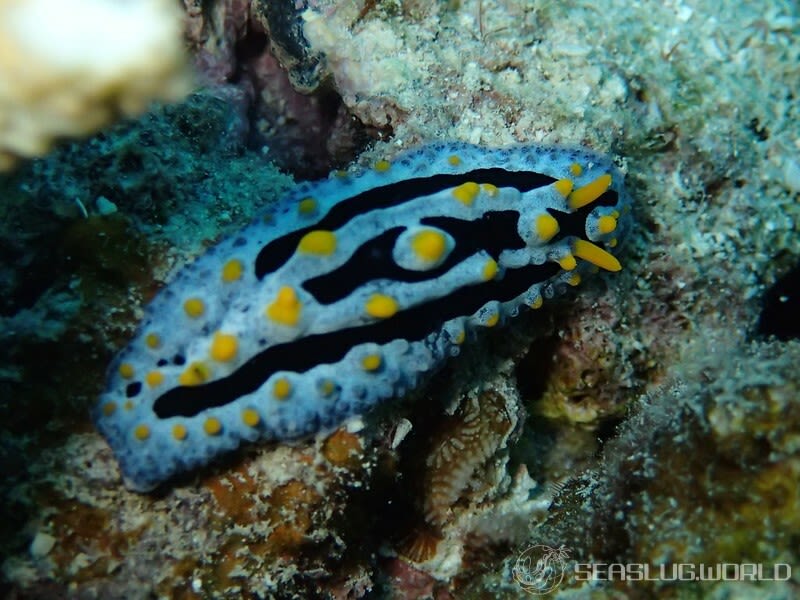 ソライロイボウミウシ Phyllidia coelestis