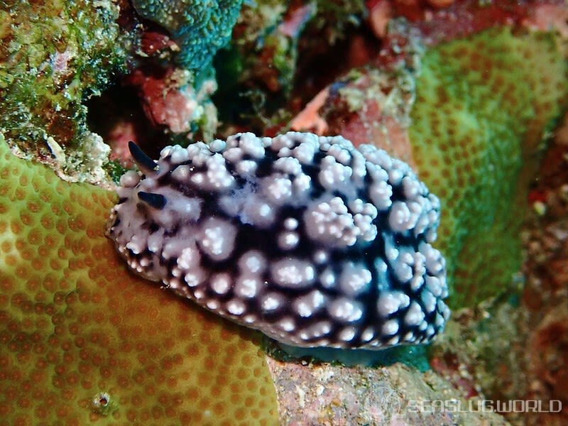 ツブツブコイボウミウシ Phyllidiopsis fissurata