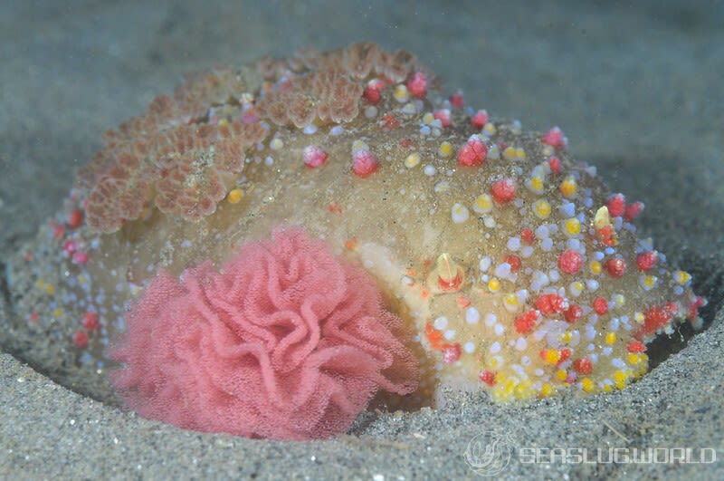 ハナデンシャ Kalinga ornata