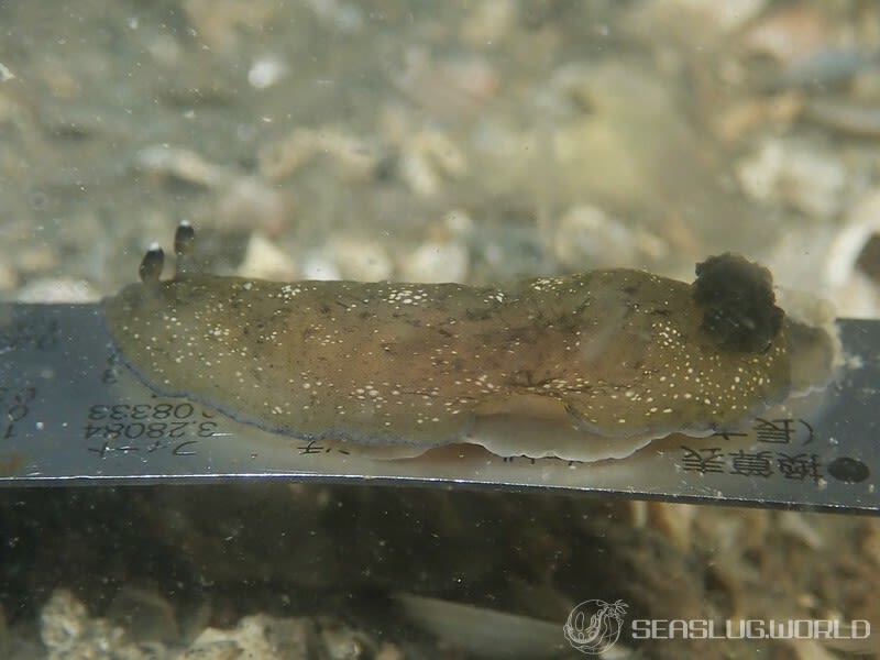 ホンクロシタナシウミウシ Dendrodoris nigra