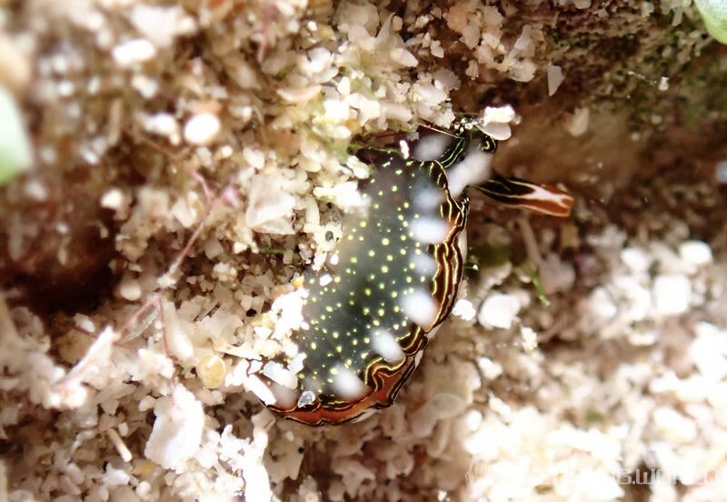 ハナミドリガイ Thuridilla splendens