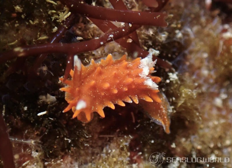 クロイバラウミウシ Okenia echinata