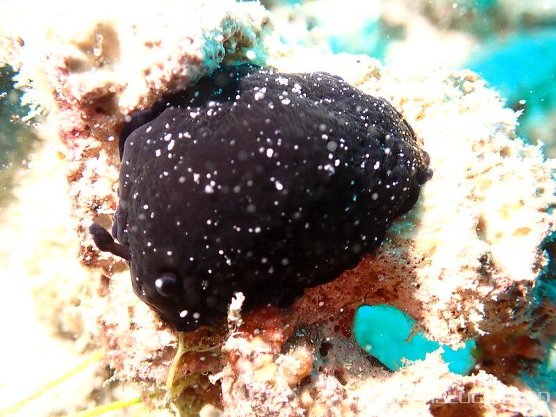 ホンクロシタナシウミウシ Dendrodoris nigra