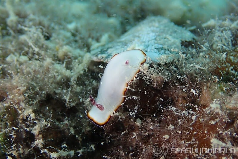 ハスイロウミウシ Goniobranchus fabulus