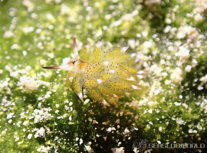 クサイロモウミウシ Costasiella paweli