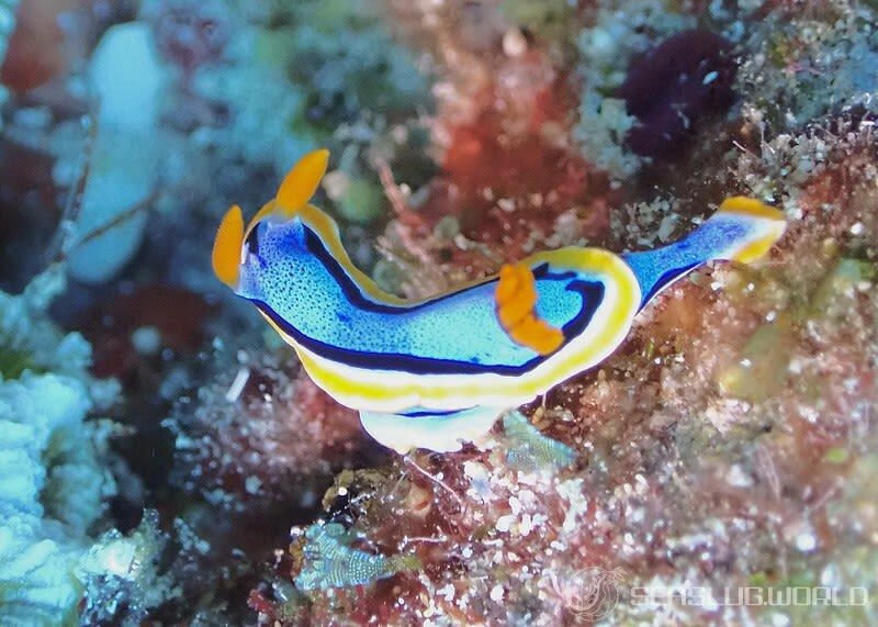 アンナウミウシ Chromodoris annae