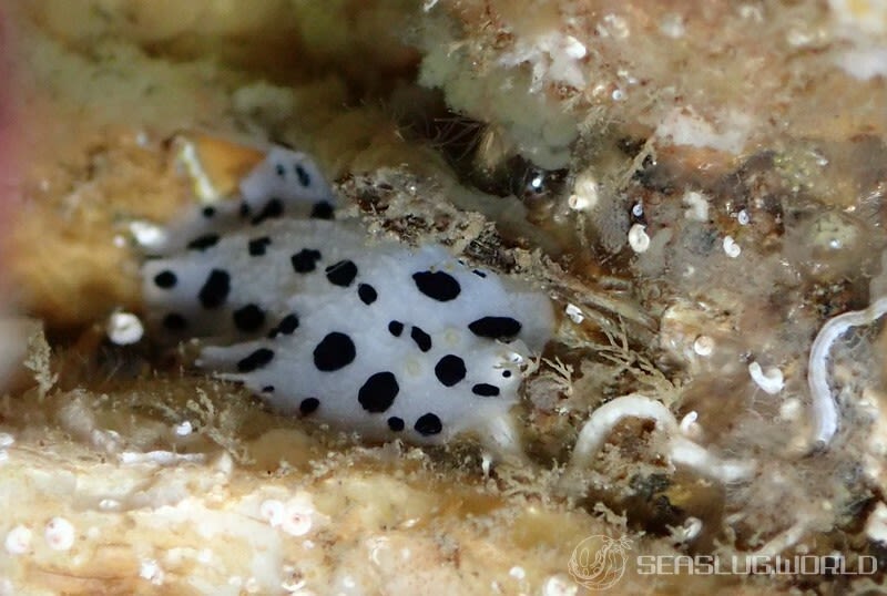 ミズタマイボウミウシ Phyllidia scottjohnsoni