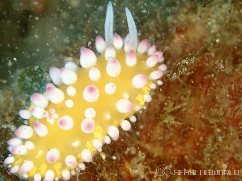 イガグリウミウシ Cadlinella ornatissima