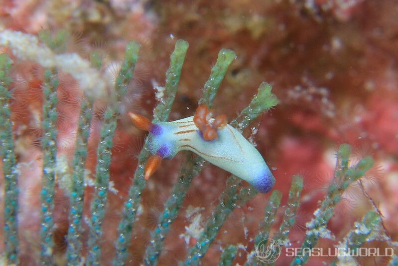 クロスジリュウグウウミウシ Nembrotha sp. 5