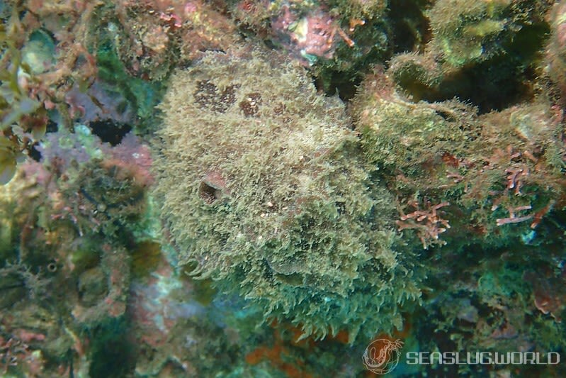 タツナミガイ Dolabella auricularia