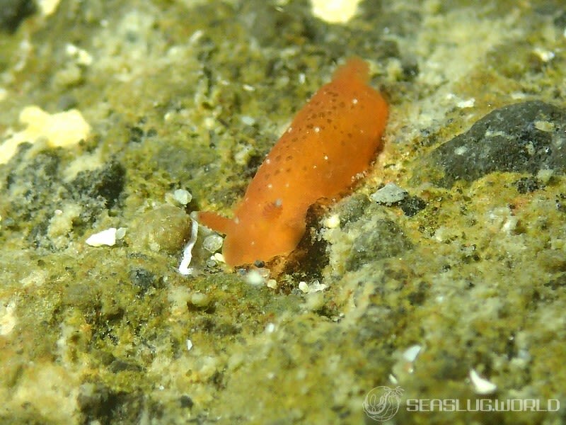 ホンクロシタナシウミウシ Dendrodoris nigra