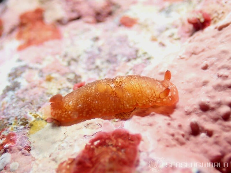 クロシタナシウミウシ属の一種 3 Dendrodoris sp. 3