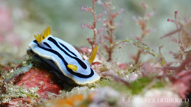 ミスジアオイロウミウシ Chromodoris lochi