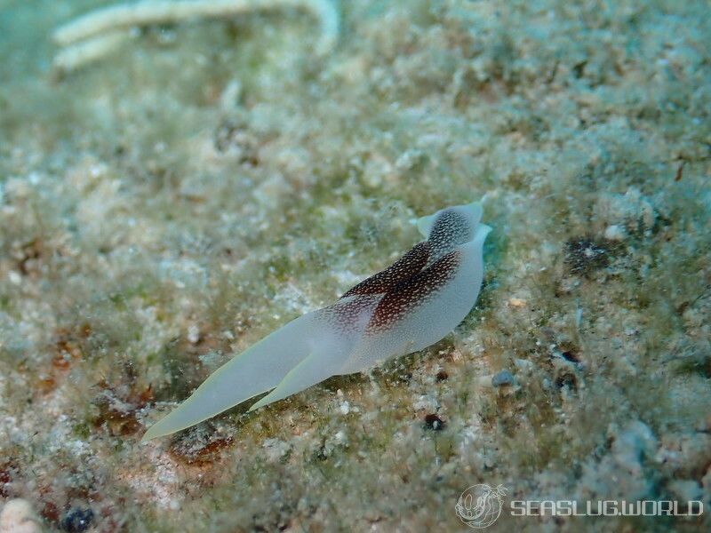 コナユキツバメガイ Chelidonura amoena