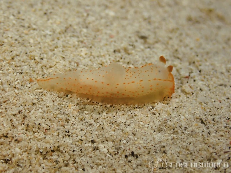 キヌハダウミウシ属の一種 10 Gymnodoris sp.10