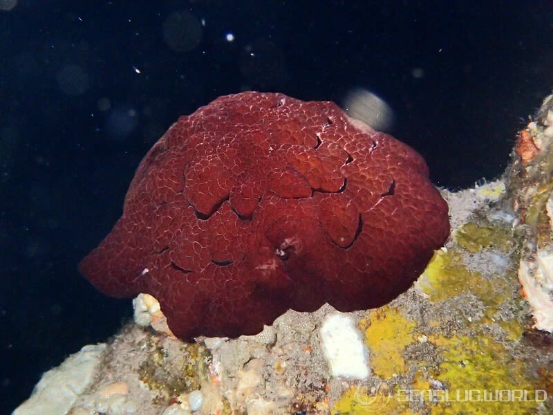 ゼニガタフシエラガイ Pleurobranchus forskalii