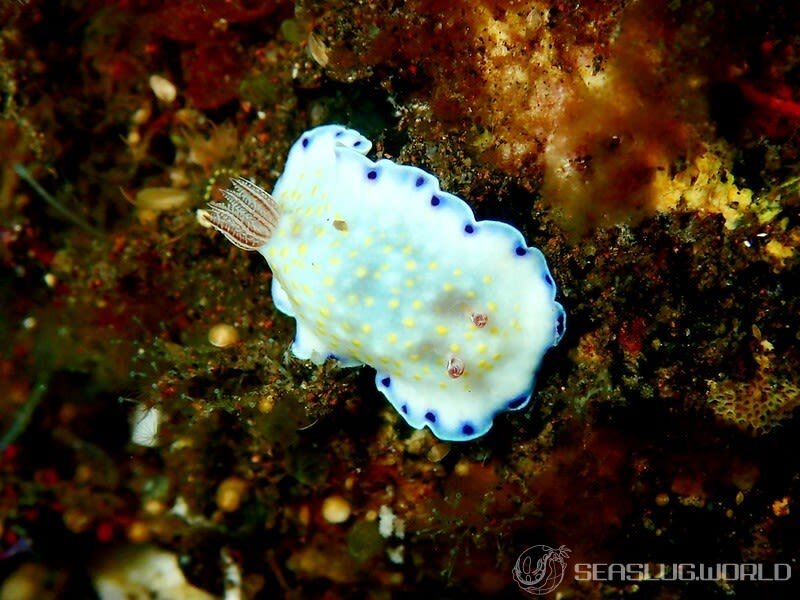 コモンウミウシ Goniobranchus aureopurpureus