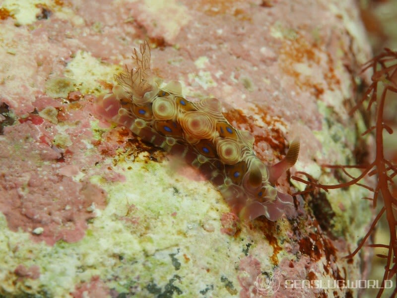 ミヤコウミウシ Dendrodoris krusensternii