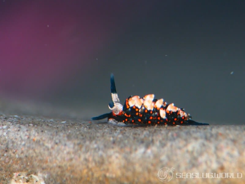 ホリミノウミウシ属の一種 14 Eubranchus sp.14