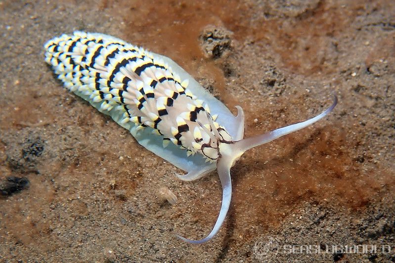 マエダカスミミノウミウシ Cerberilla annulata