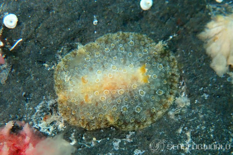 マンリョウウミウシ Carminodoris armata