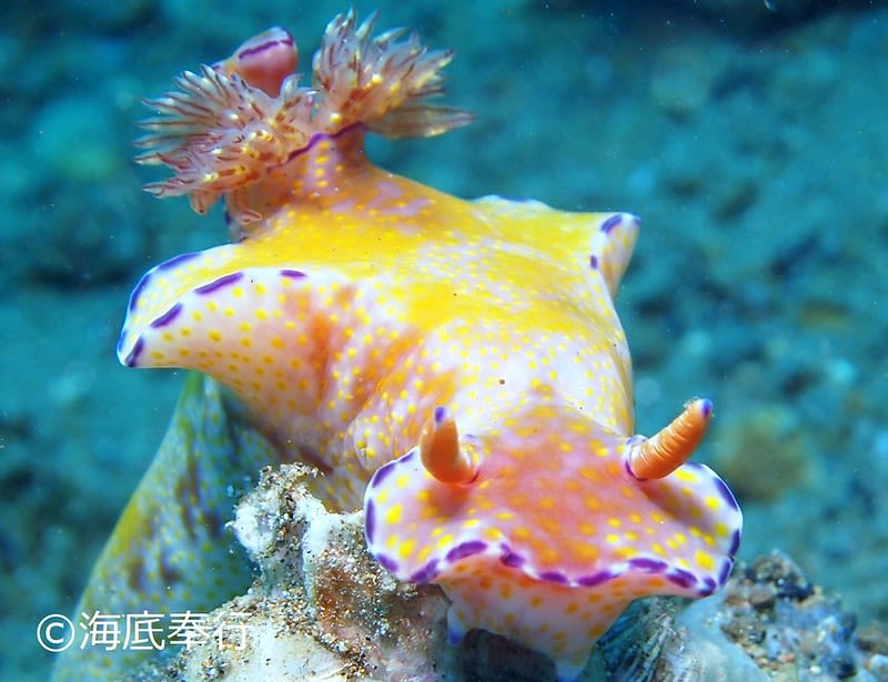 ニシキウミウシ Ceratosoma trilobatum