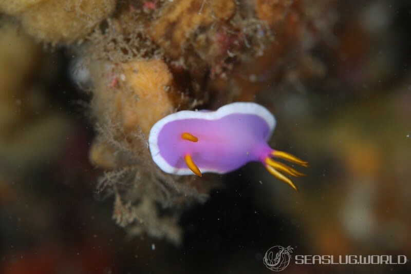 カグヤヒメウミウシ Hypselodoris variobranchia