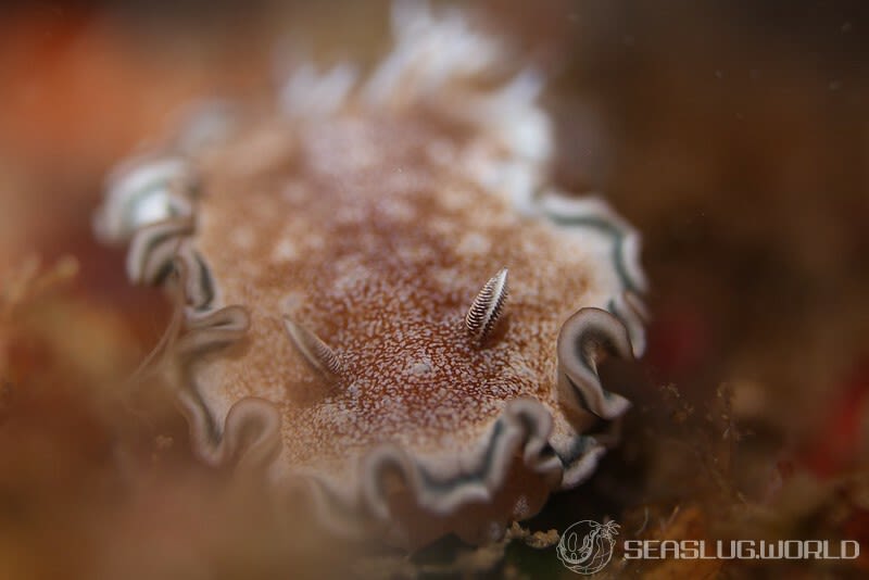 タヌキイロウミウシ Glossodoris hikuerensis