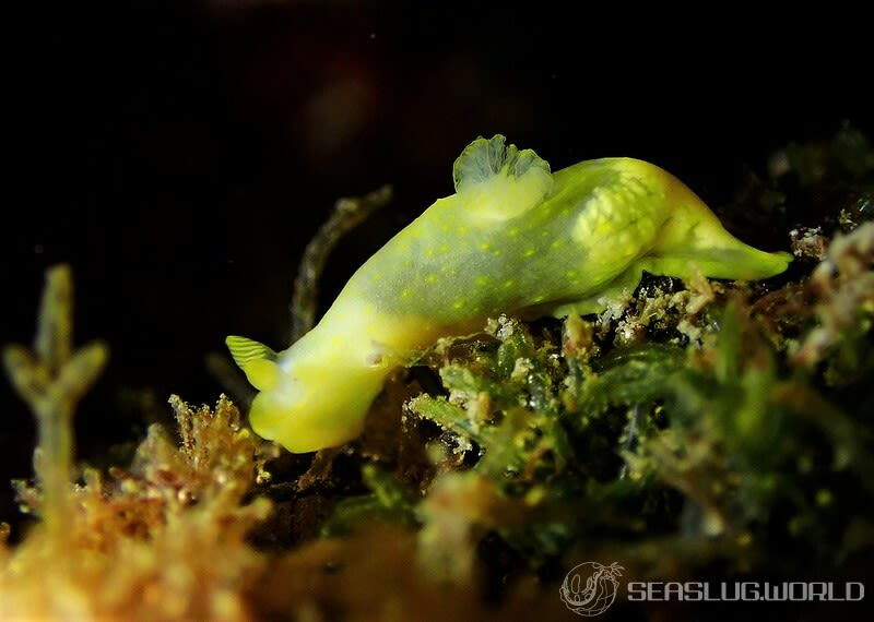 キヌハダウミウシ属の一種 33 Gymnodoris sp.33