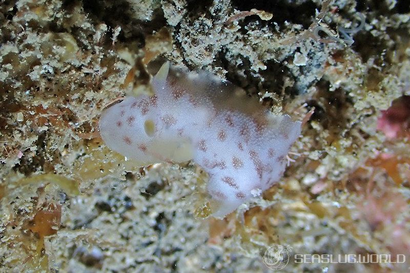 ワギリウミウシ Discodoris coerulescens