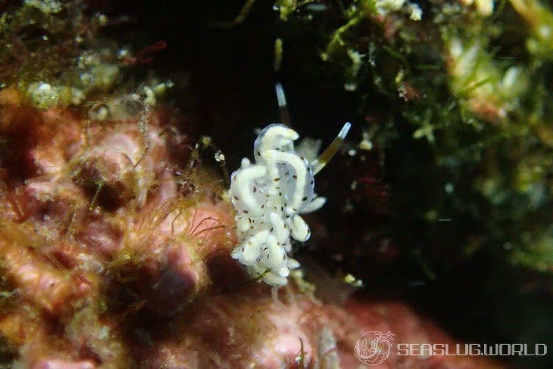 スベスベジョオウミノウミウシ Eubranchus sp. 1