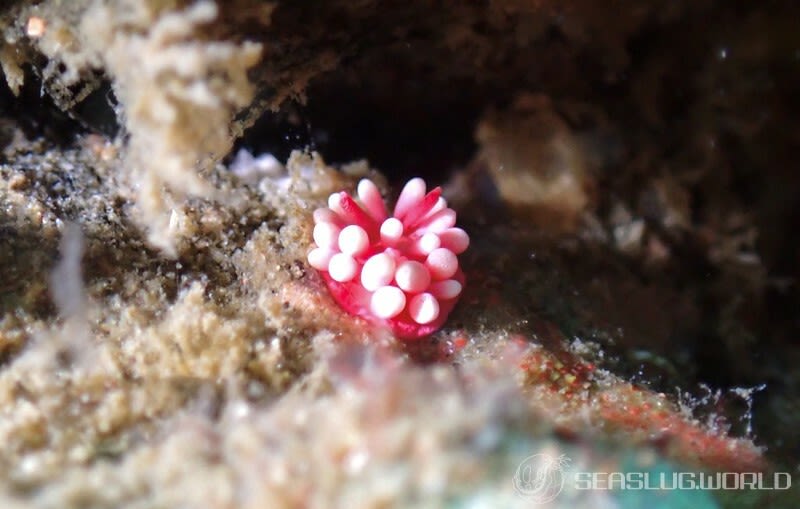 ヒロウミウシ Ceratodoris hiroi