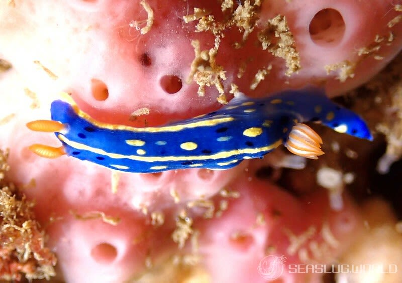 アオウミウシ Hypselodoris festiva