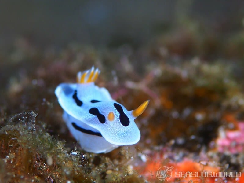 クロモドーリス・ダイアナエ Chromodoris dianae