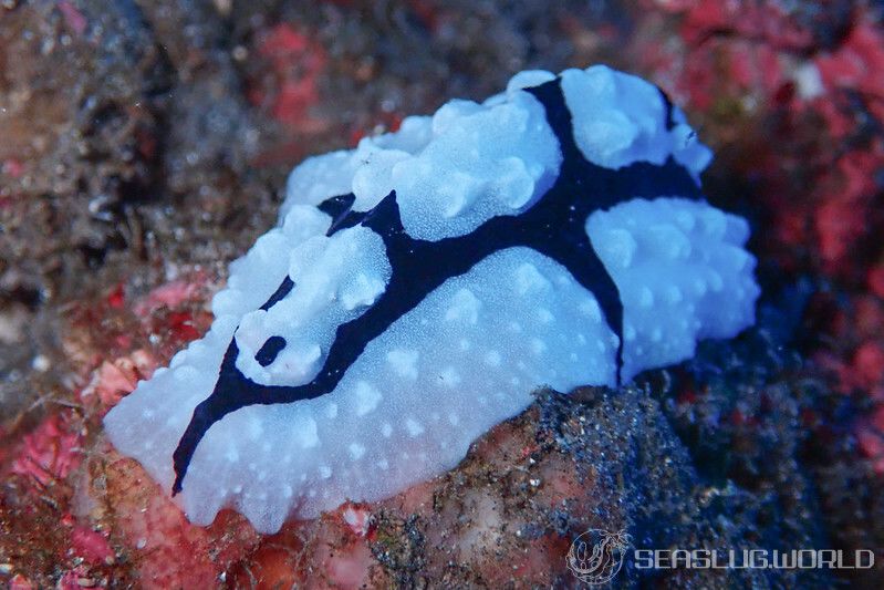 トサカイボウミウシ Phyllidiopsis shireenae