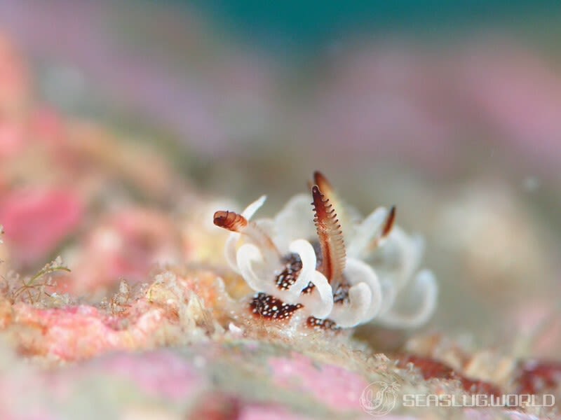 イバラウミウシ Ceratodoris barnardi