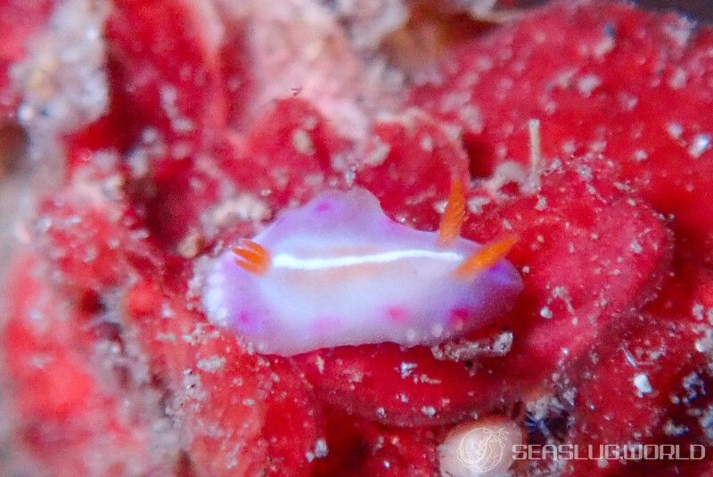 カナメイロウミウシ Hypselodoris kaname