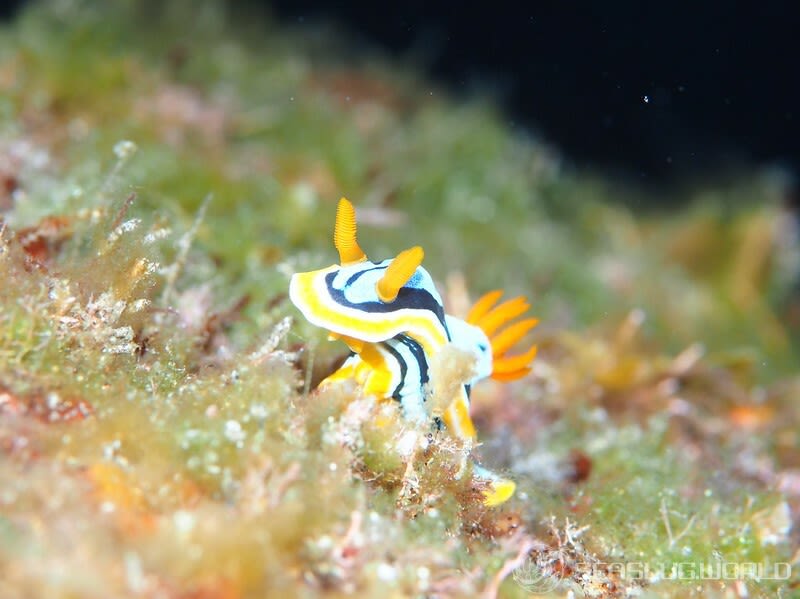 アンナウミウシ Chromodoris annae