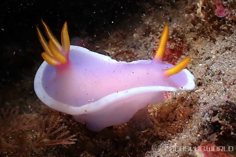 カグヤヒメウミウシ Hypselodoris variobranchia