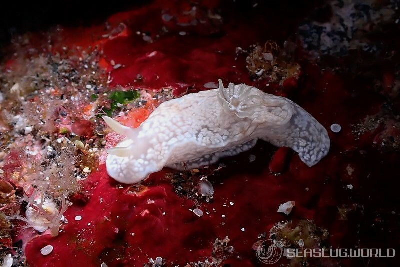 ユキドケイロウミウシ Glossodoris sp. 3