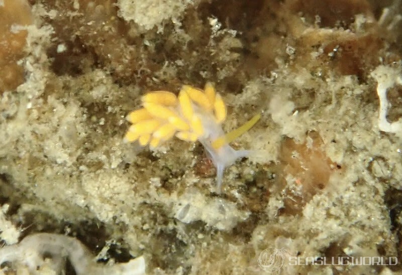 フジエラミノウミウシ属の一種 67 Trinchesia sp.67