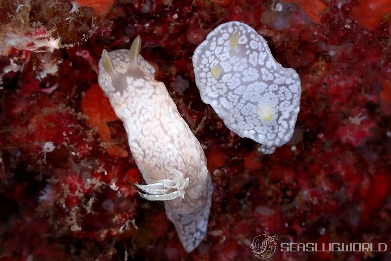 ユキドケイロウミウシ Glossodoris sp. 3