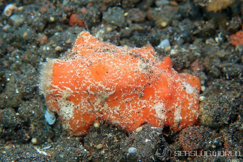 カザンウミウシ Sclerodoris tuberculata