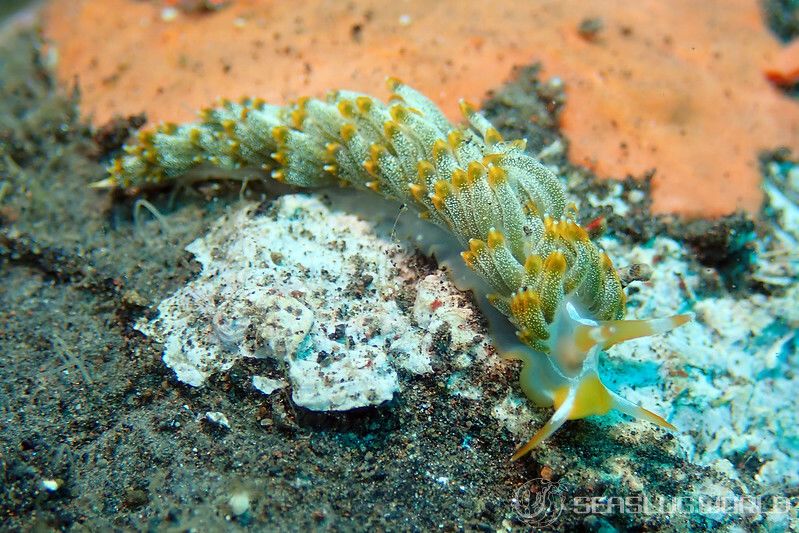 フトガヤミノウミウシ Trinchesia yamasui