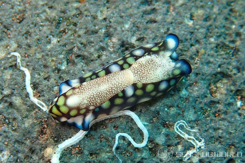 アミメキセワタ Tubulophilinopsis reticulata