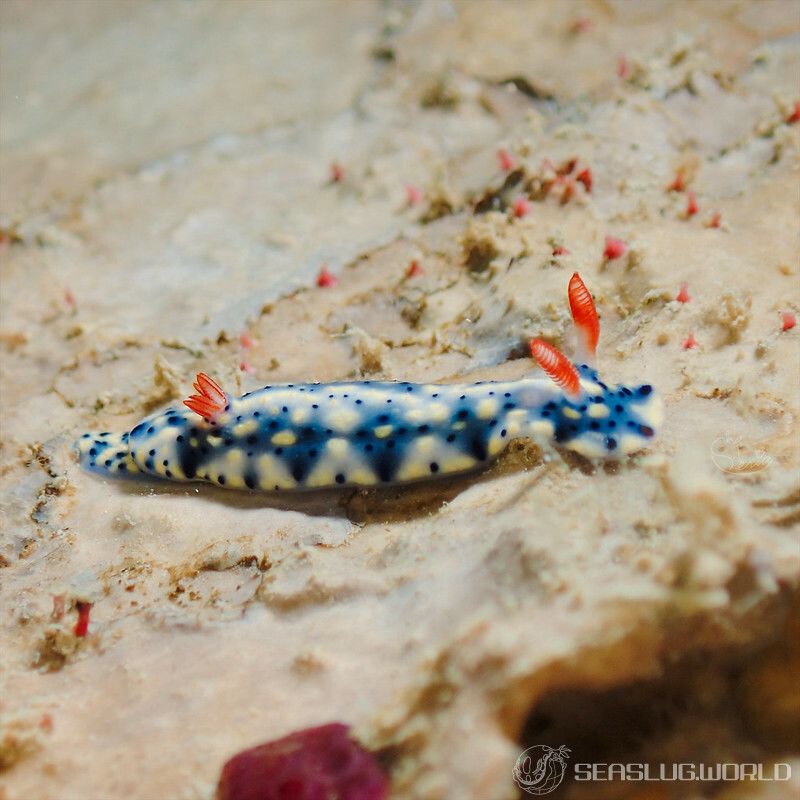 ホシゾラウミウシ Hypselodoris infucata