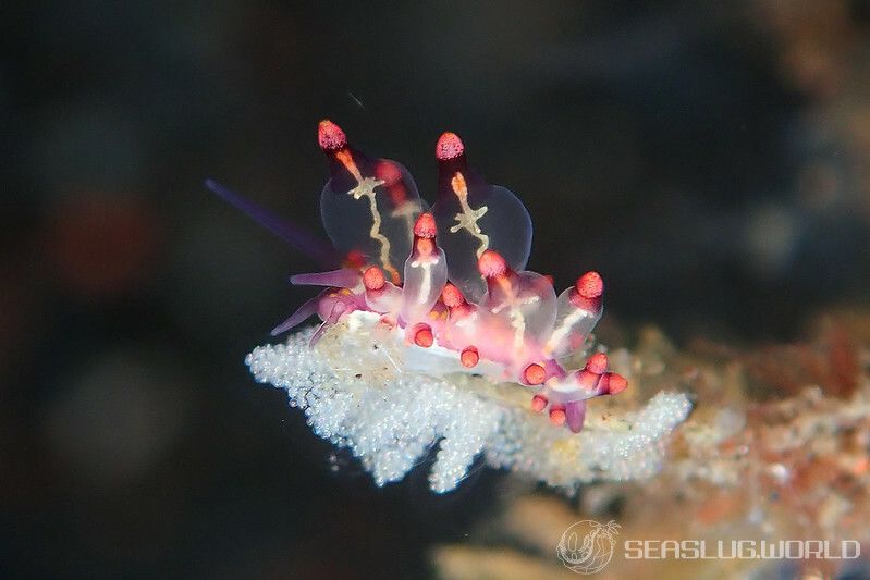 モモイロホリミノウミウシ Eubranchus sp.22