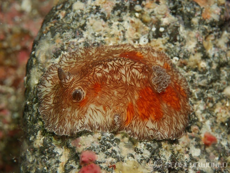 ユウゼンウミウシ Platydoris cruenta