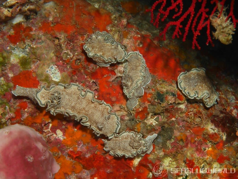 タヌキイロウミウシ Glossodoris hikuerensis